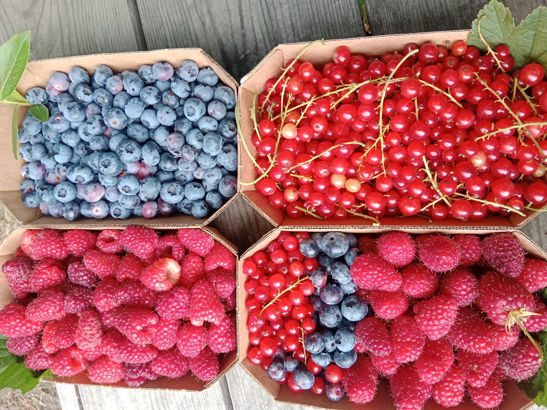 Frutti raccolti al Maso Lärchen